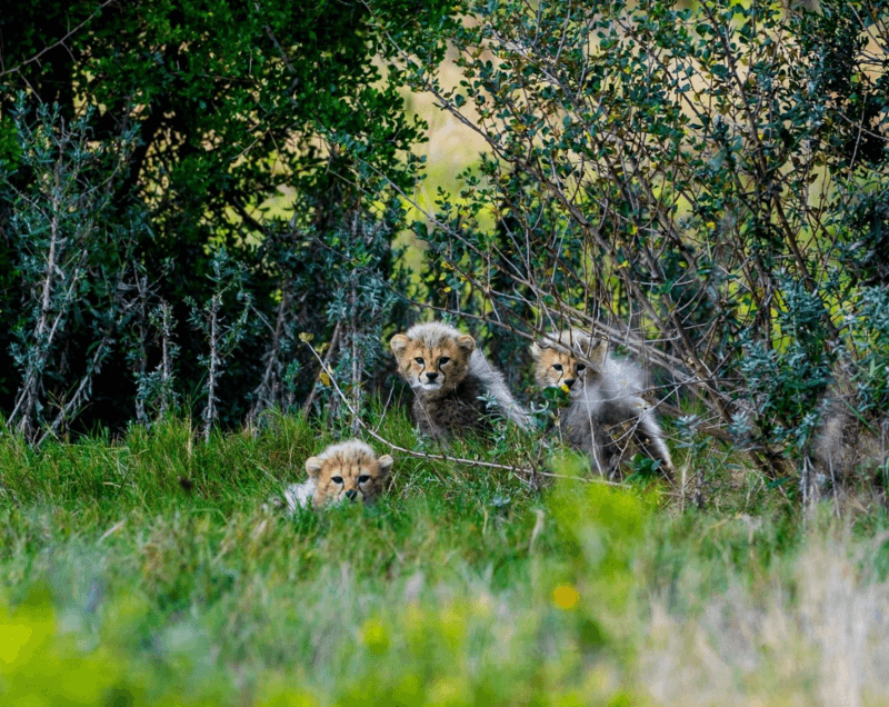 Reintroducing cheetahs into the wild