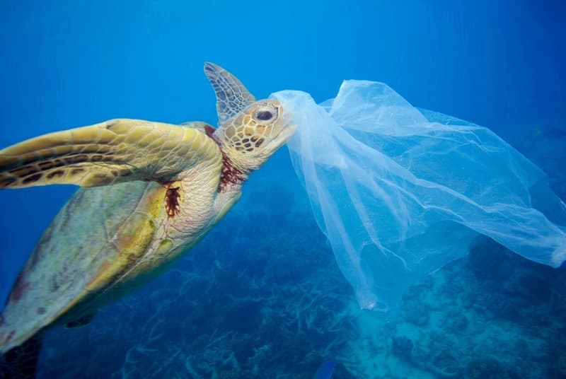 Protecting the Mediterranean with the WWF sailboat: The Blue Panda