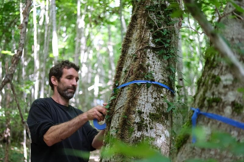 Préserver les forêts