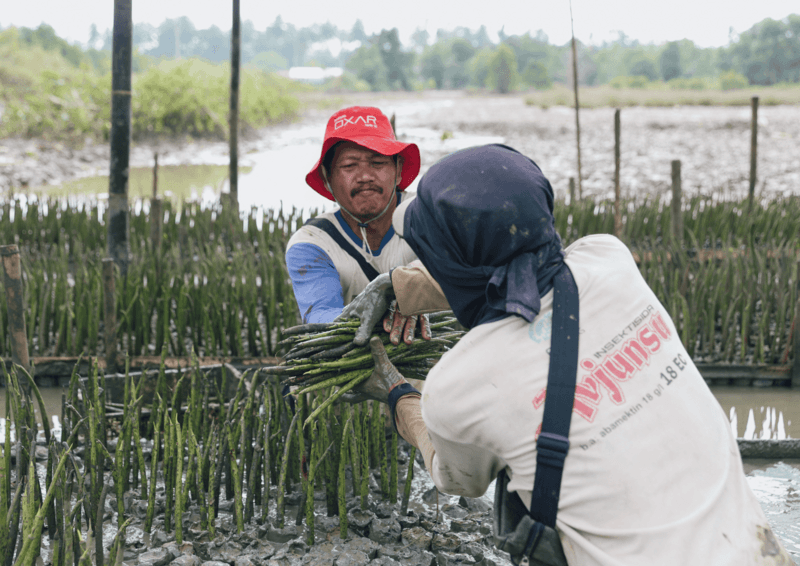 Restoring Java's mangroves and preserving biodiversity