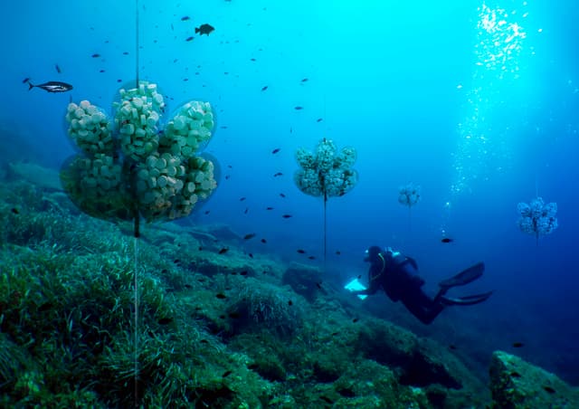 horas para identificar áreas de desova de peixes
