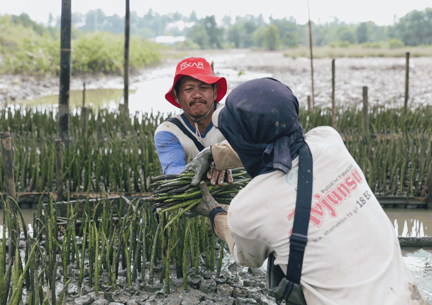 Restaurando os manguezais de Java e preservando a biodiversidade