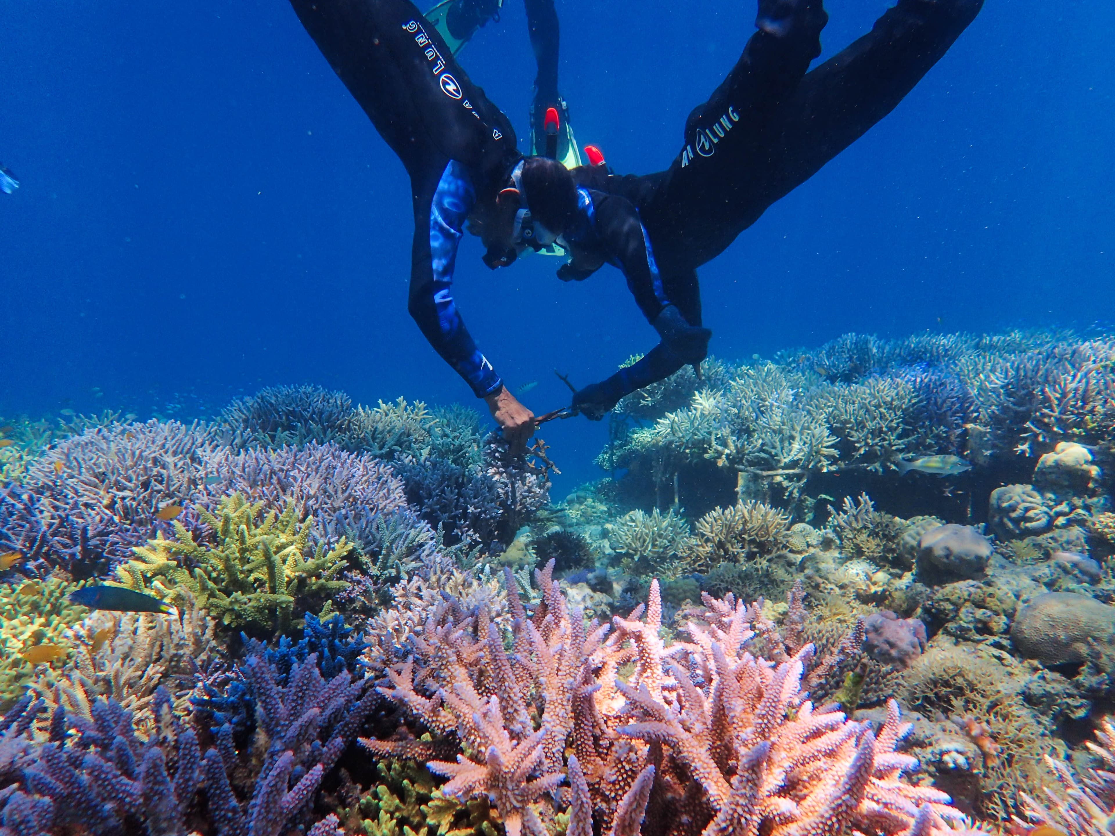 Proteção de recifes de coral ameaçados